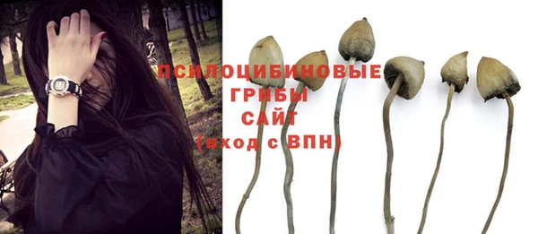 apvp Белокуриха